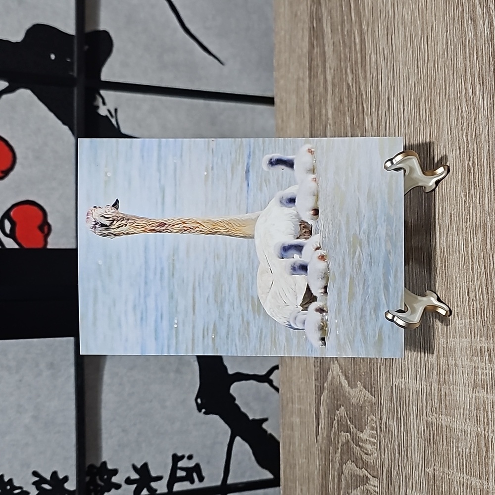 4x6 Trumpeter Swan with Babies Family Oil Painting Art Photography‎ Print